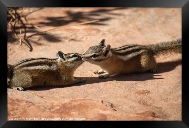 Two chipmunks in free nature Framed Print by Frank Bach