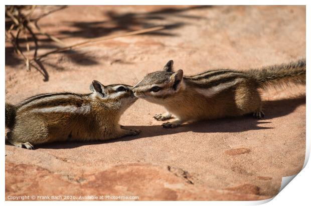 Two chipmunks in free nature Print by Frank Bach