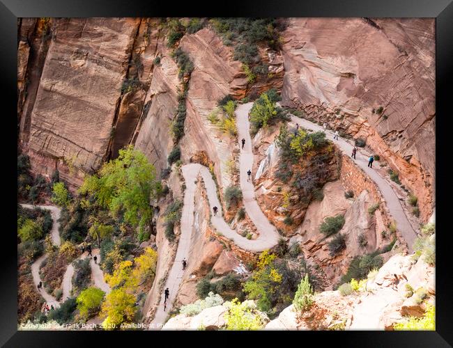 Walter's wiggles Path to Angels Landing in Zion national park Framed Print by Frank Bach