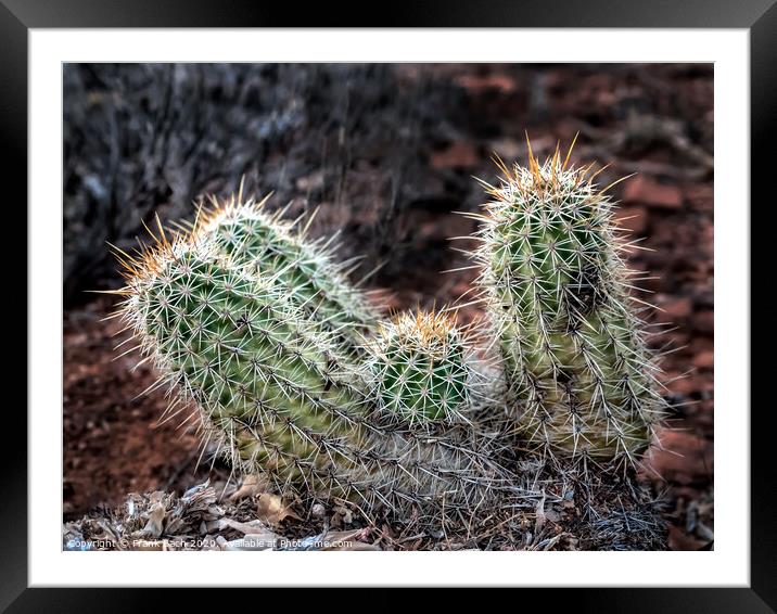 Hedgehog barrel cacti in a bunch Framed Mounted Print by Frank Bach