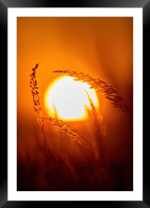 Grassland in sunset light Framed Mounted Print by Arpad Radoczy