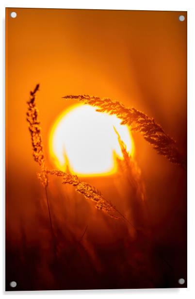 Grassland in sunset light Acrylic by Arpad Radoczy