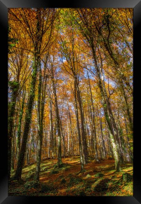 Beech forest in Spain Framed Print by Arpad Radoczy