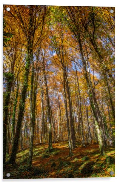 Beech forest in Spain Acrylic by Arpad Radoczy