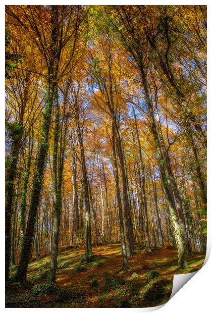 Beech forest in Spain Print by Arpad Radoczy