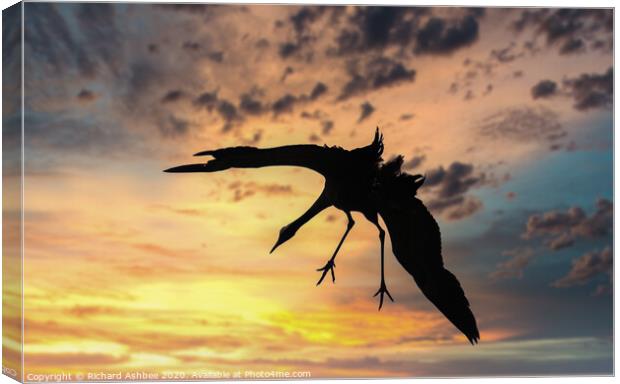 Common Crane landing at Sunset in Norfolk Canvas Print by Richard Ashbee