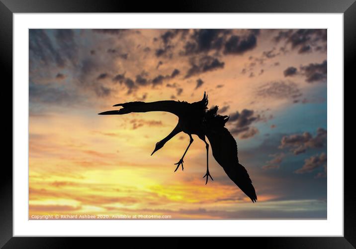 Common Crane landing at Sunset in Norfolk Framed Mounted Print by Richard Ashbee