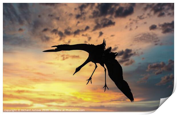Common Crane landing at Sunset in Norfolk Print by Richard Ashbee