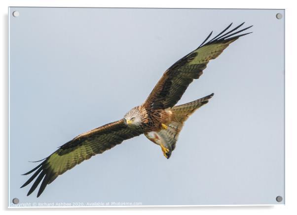 Red Kite in flight Acrylic by Richard Ashbee