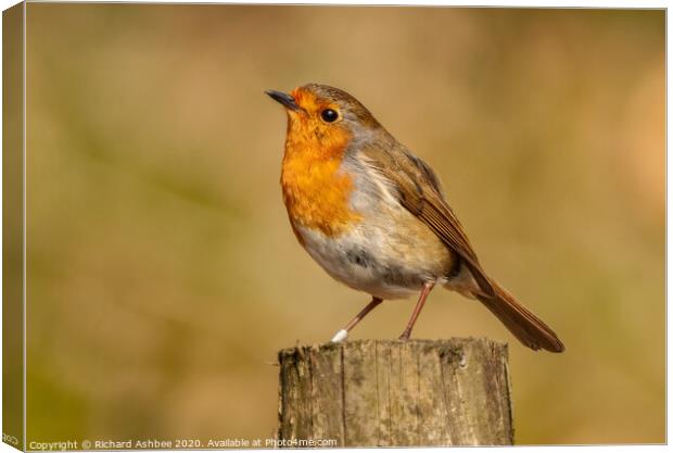A Christmas Robin comes with one of the five `Silv Canvas Print by Richard Ashbee