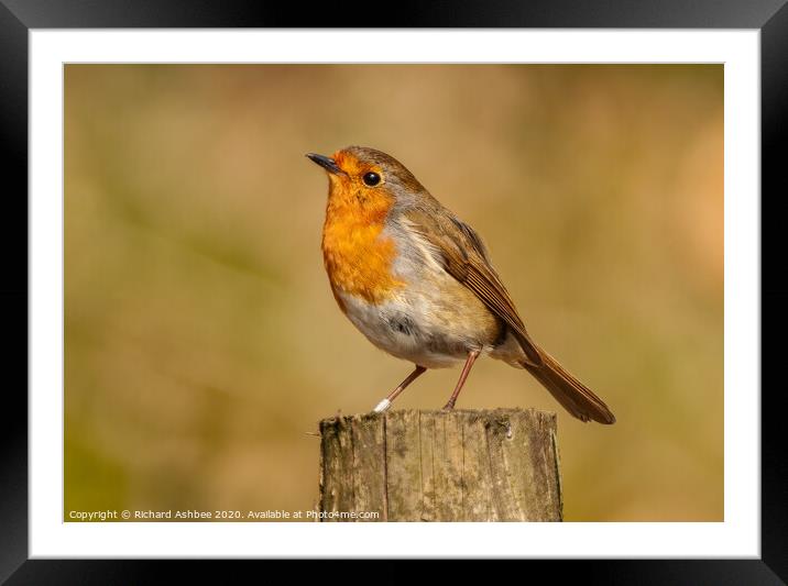 A Christmas Robin comes with one of the five `Silv Framed Mounted Print by Richard Ashbee