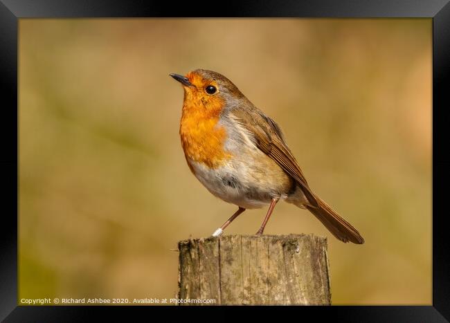 A Christmas Robin comes with one of the five `Silv Framed Print by Richard Ashbee