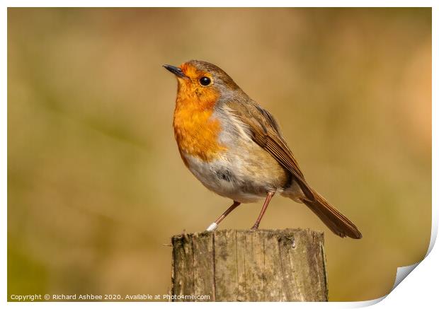 A Christmas Robin comes with one of the five `Silv Print by Richard Ashbee
