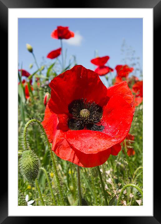 Poppy Framed Mounted Print by Dave Hayward