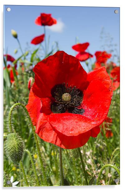 Poppy Acrylic by Dave Hayward