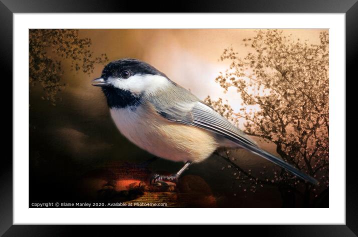  Black Capped Chickadee Framed Mounted Print by Elaine Manley