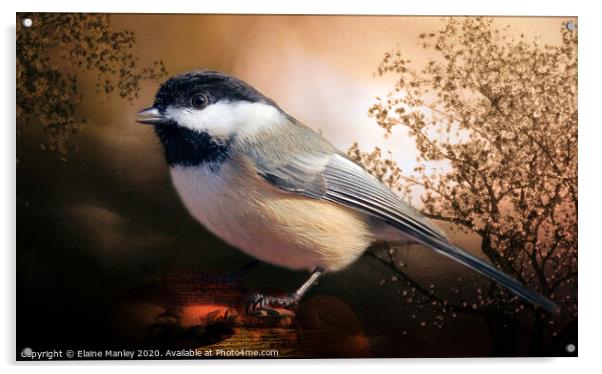  Black Capped Chickadee Acrylic by Elaine Manley