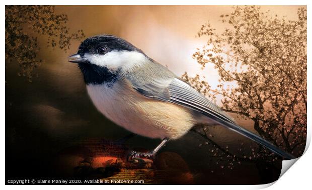  Black Capped Chickadee Print by Elaine Manley