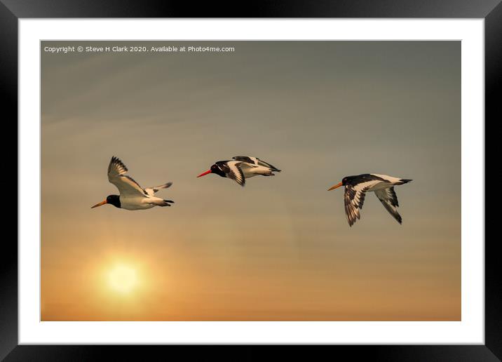 Oystercatchers at Sunset Framed Mounted Print by Steve H Clark