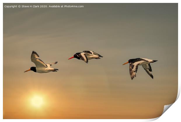 Oystercatchers at Sunset Print by Steve H Clark