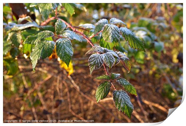 Frost on the leaves Print by Sergio Delle Vedove