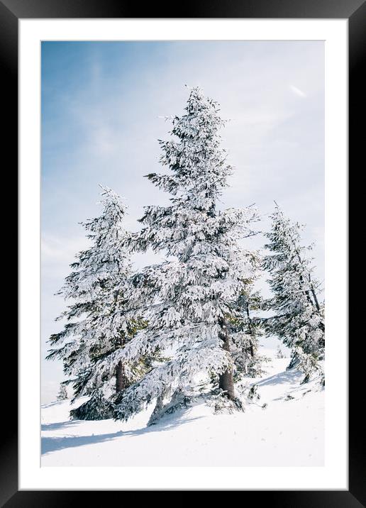 Snow Covered Trees Framed Mounted Print by Patrycja Polechonska