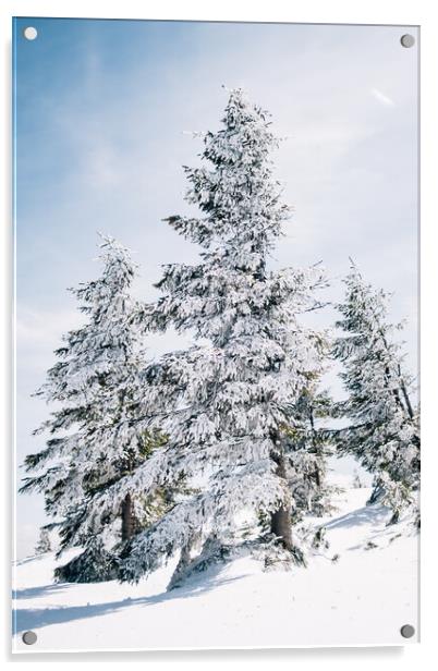 Snow Covered Trees Acrylic by Patrycja Polechonska