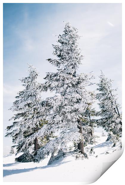 Snow Covered Trees Print by Patrycja Polechonska