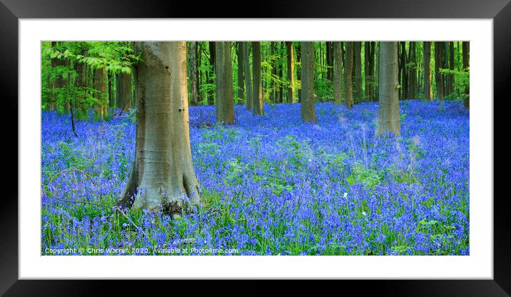 Bluebells in West Wood Wiltshire  Framed Mounted Print by Chris Warren