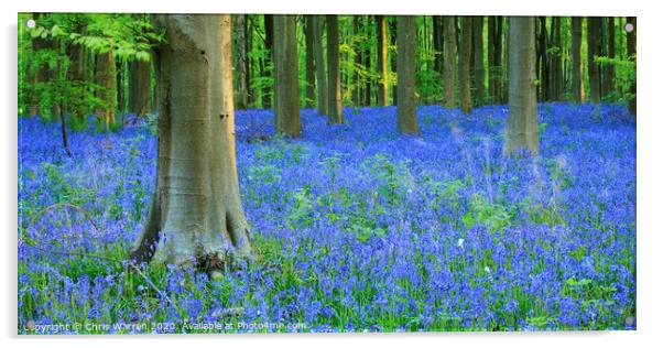 Bluebells in West Wood Wiltshire  Acrylic by Chris Warren