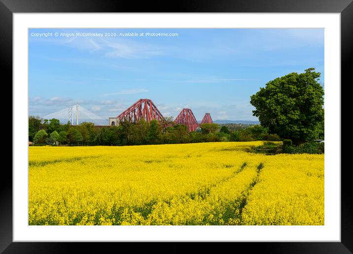 Yellow rapeseed field with Forth Bridges Framed Mounted Print by Angus McComiskey
