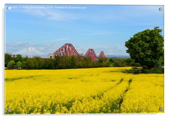 Yellow rapeseed field with Forth Bridges Acrylic by Angus McComiskey