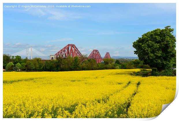 Yellow rapeseed field with Forth Bridges Print by Angus McComiskey
