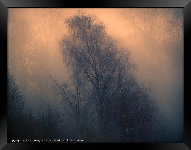 Silver birch on a misty morning Framed Print by Nick Lukey