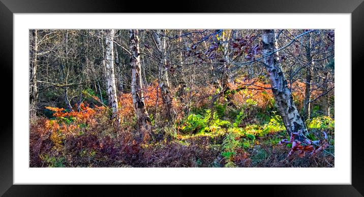 Autumn Woodland Framed Mounted Print by Martin Davis