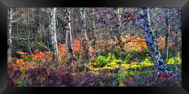 Autumn Woodland Framed Print by Martin Davis