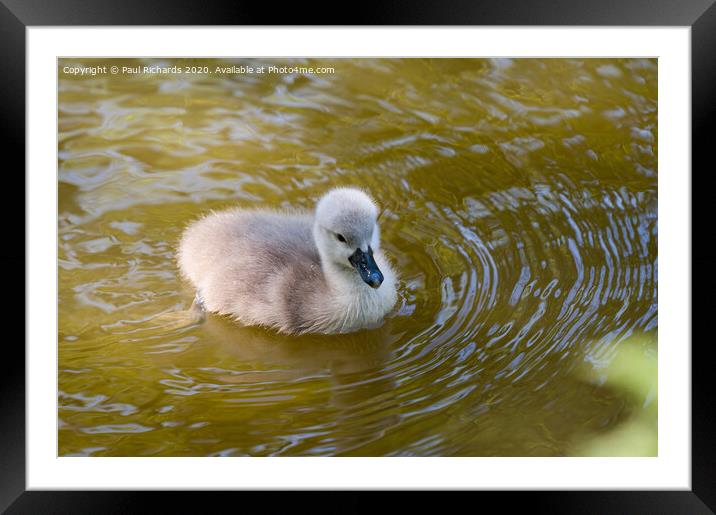 Cygnet Framed Mounted Print by Paul Richards