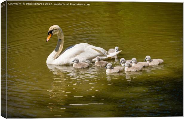 Swan with family Canvas Print by Paul Richards