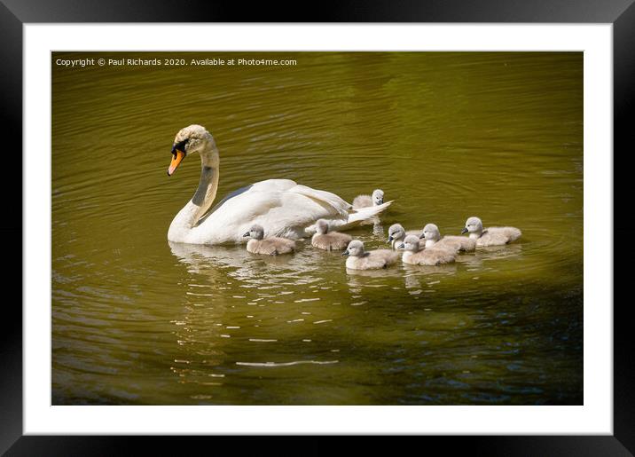 Swan with family Framed Mounted Print by Paul Richards