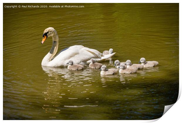 Swan with family Print by Paul Richards