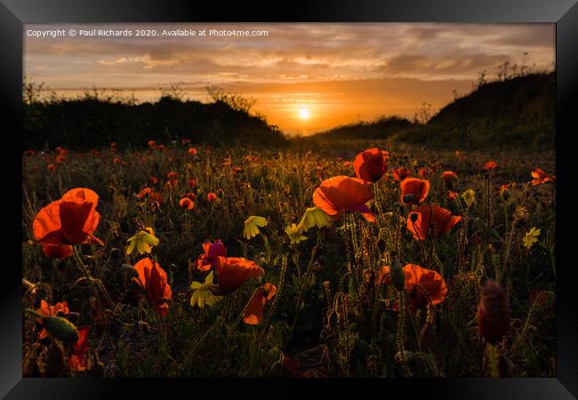 Poppies at sunset Framed Print by Paul Richards