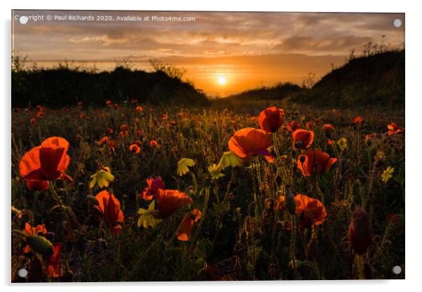 Poppies at sunset Acrylic by Paul Richards