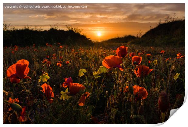 Poppies at sunset Print by Paul Richards