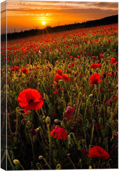 Field of poppies Canvas Print by Paul Richards