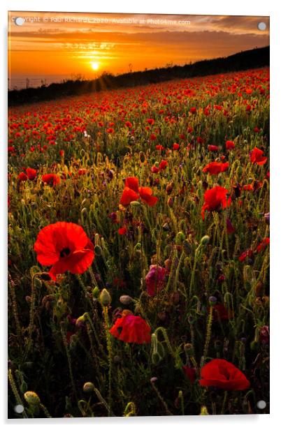 Field of poppies Acrylic by Paul Richards
