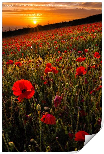 Field of poppies Print by Paul Richards