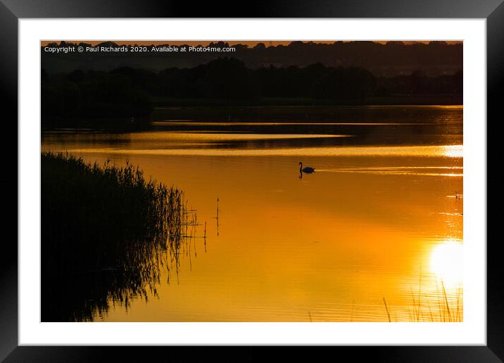 Swan at sunset Framed Mounted Print by Paul Richards