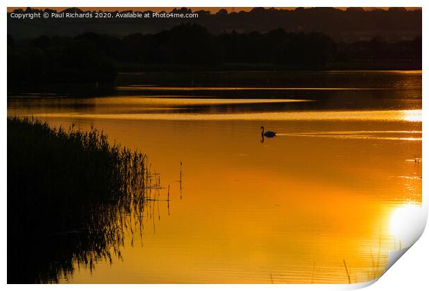 Swan at sunset Print by Paul Richards