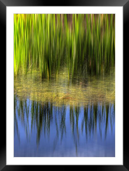 Reed reflections Framed Mounted Print by Mike Sherman Photog