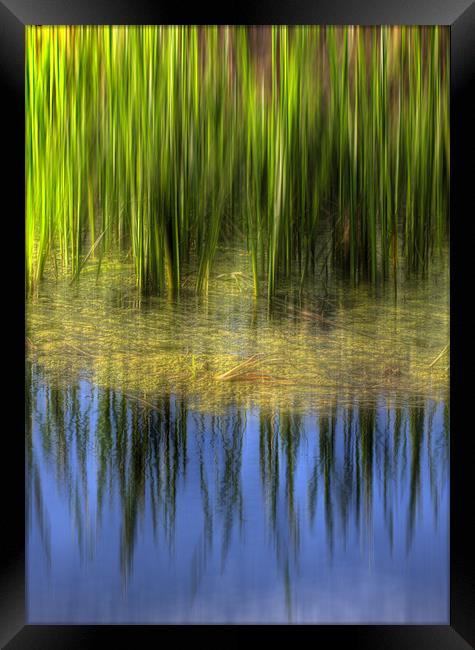 Reed reflections Framed Print by Mike Sherman Photog